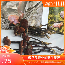 Hainan wild Ganoderma lucidum small red Ganoderma lucidum bean sprouts wild Ganoderma lucidum Longfoot Red Ganoderma lucidum 50g