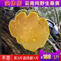 Phellinus wild Yunnan natural whole Mulberry Mulberry spp Ganoderma lucidum 500 grams free slices buy 3kg to send 1kg