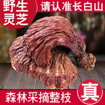 Wild Ganoderma lucidum Changbai Mountain Ganoderma lucidum Ganoderma lucidum deep mountains purple Ganoderma lucidum Pine Fir wood Ganoderma northeast specialty 100g