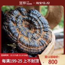 @ Yizhiyi new nourishing purple Ganoderma lucidum a single plant 160g plant small amount of inventory sold out
