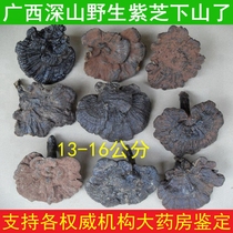 2021 Guangxi Shenshan pure wild Ganoderma lucidum big flower purple GANODERMA lucidum BLACK ZHI soothe and nourish 13-16CM250G