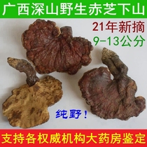 Picking Guangxi deep mountains pure wild Ganoderma lucidum traditional nourishing tea 9-13cm250G