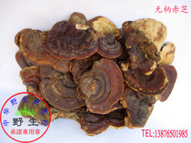 Pure wild Ganoderma lucidum (Sessile red lucidum common product) wild promise Shipped from Wuzhishan origin