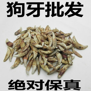 批发黑狗牙狗牙齿diy配饰可以做成狗牙项链狗牙手链狗牙脚链用