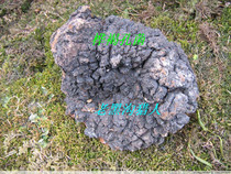 Changbai Mountain wild Birch Birch betulin yellow birch tree Russian Birch tears