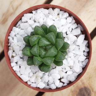 多肉植物 玉露绿宝石 小型花卉 好养好看绿色盆栽 含盆土