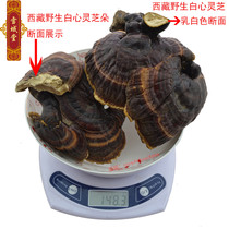 Tibet Linzhi Wild Lingzhi White Lingzhi 50g Red Ganoderma Supplement Super Wild Changbai Mountain