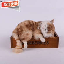 猫咪宝盒