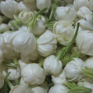 鲜花团购 茉莉鲜花 茉莉花蕾 新鲜茉莉花 纯露 酵素运费补拍 新品上架
