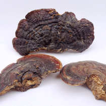 Ganoderma lucidum Ganoderma lucidum wild Ganoderma lucidum 500g 13 years old shop big tree tongue Ganoderma lucidum Linzhi