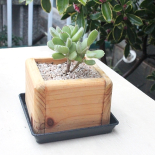 多肉花盆正方形木质花盆桌面多肉植物花卉单格实木小盆
