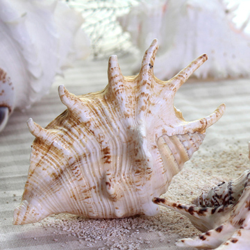 天然七角海螺 海螺贝壳 地台鱼缸饰品 婚庆