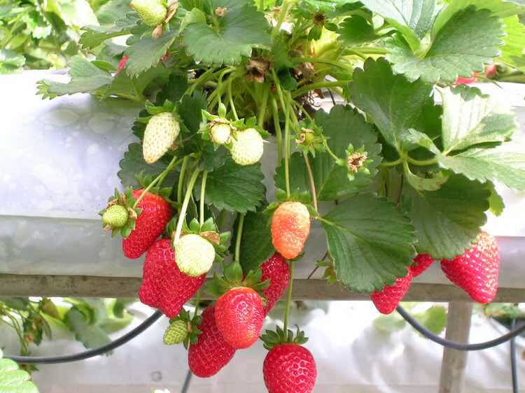168草莓苗