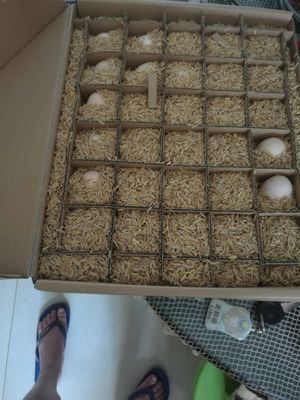 小武农家散养土鸡蛋