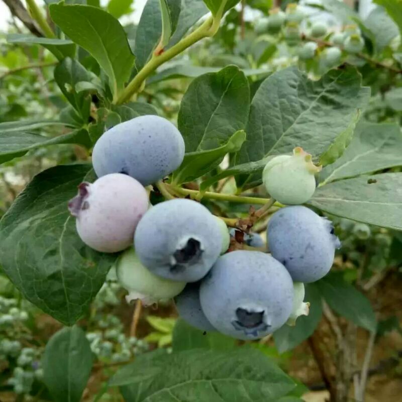 蓝莓原产地直销