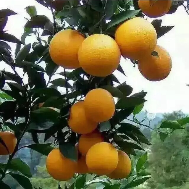 柑橘脐橙百香园