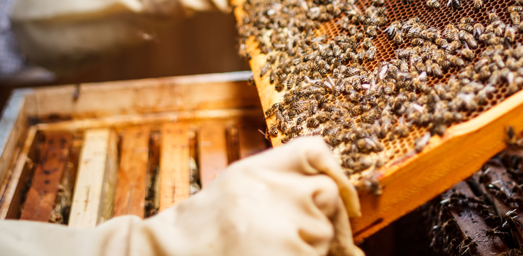 名蜂阁蜂蜜工坊
