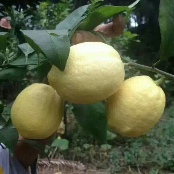 青菊柠檬