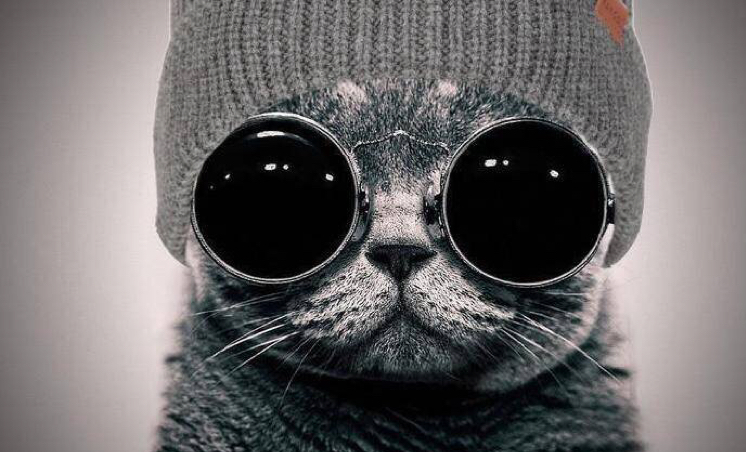 大脸猫glasses