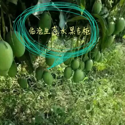云南绿色食品水果野生物质馆