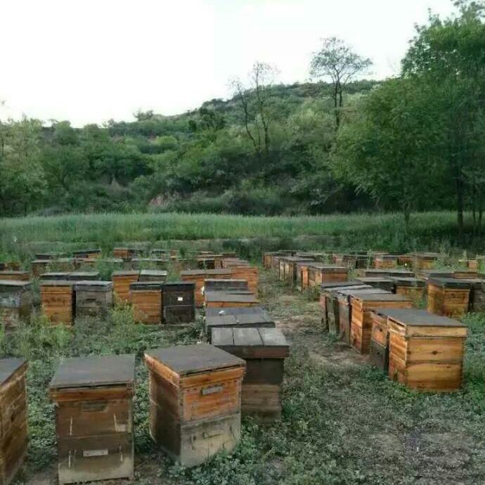 亿万蜂采