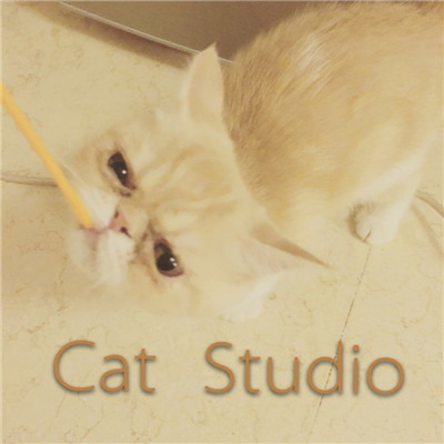 Cat Studio1