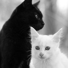 黑猫猫白猫猫