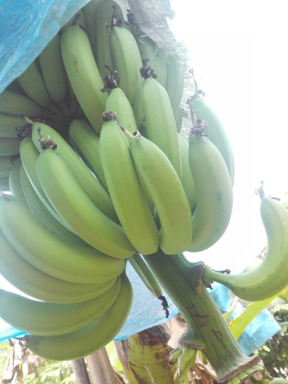 产地直销天宝香蕉