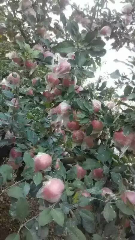 大毛家的苹果园