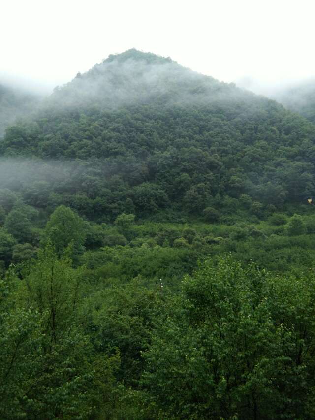 果果果的新鲜水果