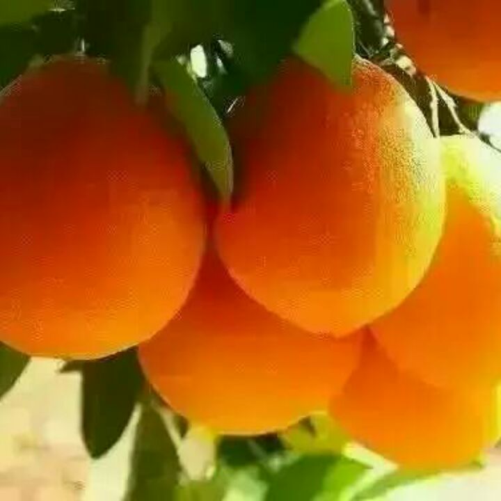 奉节脐橙真橙甜心