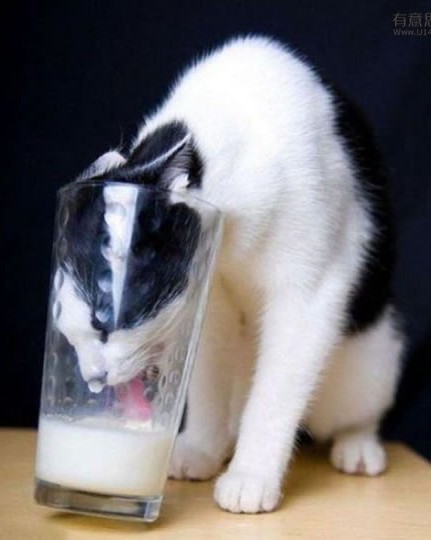 牛奶猫代购