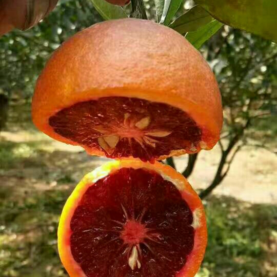 新鲜血橙美容养颜