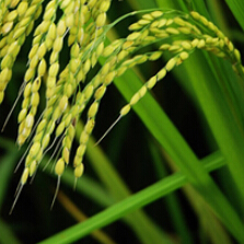 五常市熹禾水稻种植专业合作社