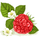 小红莓Cranberries