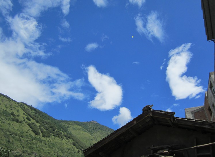 藏区野生特产