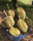 榴莲durian
