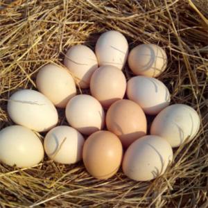 定州农家散养土鸡蛋
