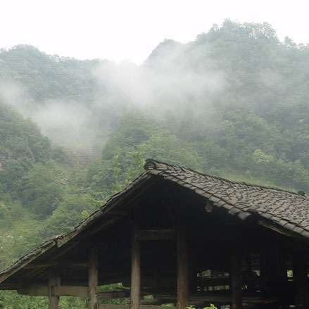 青川生态山珍