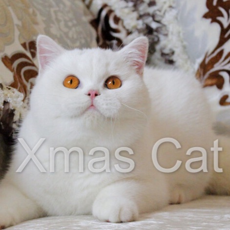 XmasCat圣诞猫舍CFA注册英国短毛猫舍