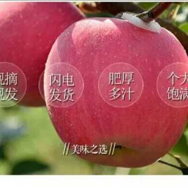 陕西淳化红富士苹果
