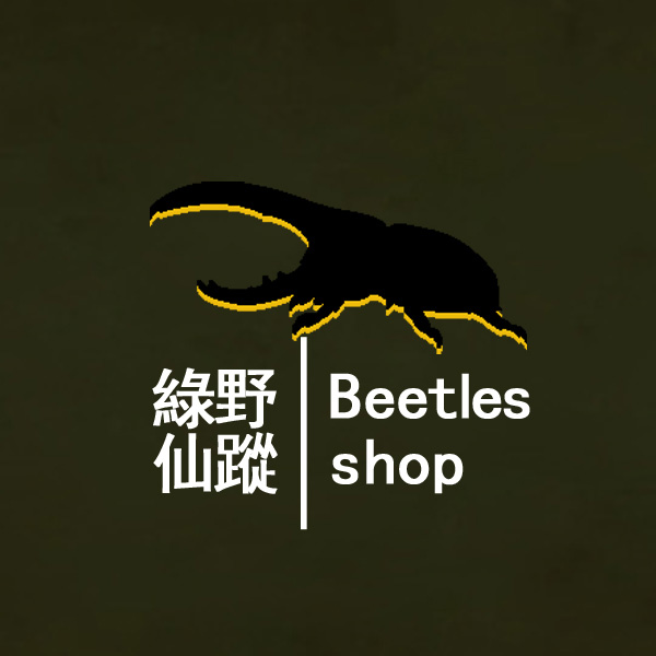 绿野仙踪Beetles
