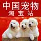 中国宠物淘宝站