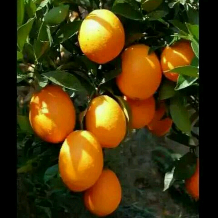 亮六六大橙子