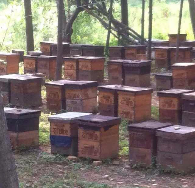 石门蜂业专业合作社