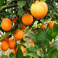 馨橙芗果业
