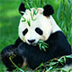 66美妆熊猫美国购