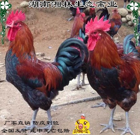 湖南湘林生态禽业