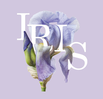 iris花与爱丽丝