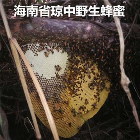 海南省琼中野生蜂蜜